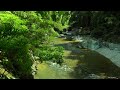 Soothing River In Deep Forest, Birds Singing, Forest Sounds, Relaxation