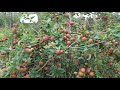 England Nature Walk| Walking tour in Apple Orchard