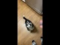 Husky puppy talking back