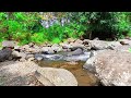 Beautiful and Serene River forest Sounds  - Melodious Bubbling River Sounds - UHD 4K 10 Hour