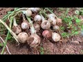 What to do with new harvest onions /so that it will last long/ spring 2022 harvest @yenJamestv1976