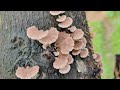 Fungi na kinakain