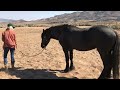 Horse Trainer in Reno Nevada with Friesian Stallion