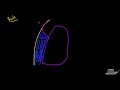 Pleural Effusions - Causes, Diagnosis, Symptoms, Treatment