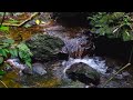 Nature Sounds - Forest Calming Sounds - Flowing Water Sounds and Bird Singing