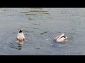 나 여기 I Am Here 수중발레 하는 청둥오리? The Mallards Swimming In Synchronized Swimming - Healing Time