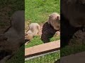 Capybara   ,feeding a gorgeous  Capybara