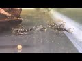 Baby L201 Hypancistrus feeding on Xtreme Aquatic foods