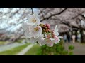 2022年春、満開の桜:  Cherry Blossoms in Full bloom in Spring 2022