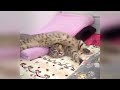 You Laugh You Lose😹Funniest Dogs and Cats 2024😻🐶