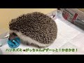 ハリネズミ🦔のがっちゃん♂ずーっと！かきかき！