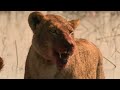 The Swimming Lioness' Quickest Kill | Swimming Lions | Nature Bites