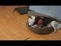 Harriet Volmar the dog snoring in her bed