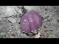 SERIES - Purple Candy In A Park Attracts Three Things - Part 2 of 2