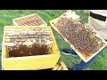 Beekeeping: Dying Bee Hive, Beekeeper's Worst Nightmare