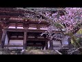 4K映像 桜の名所「吉野山の千本桜 日本三大桜 」cherry blossom japan 世界遺産 上千本・中千本・下千本 金峯山寺 日本の四季 春 奈良県吉野町 4月上旬 絶景自然風景 8K撮影