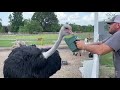 My Ostrich Has a Dark Side #HeyCarl