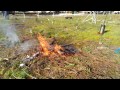 fire burns shortleaf pine seedling 2