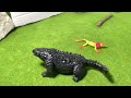 Doug Vs. Minilla Epic Battle Stopmotion