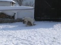 Caucasian mountain dog and great Pyrenean mountain dog fight 3.mpg