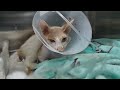 The little stray cat is finally having surgery. This cat's last hope!