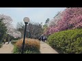 💥포항공대 호수공원 벚꽃길.주말여행