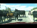 2021 Cattle Drive in the modern world