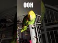 Cute Amazon Parrot vs Border Wall! #parrots, #petbirds, #cutebirds