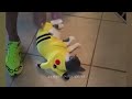 Funniest Dogs and Cats 😂😻 Best Funny Cats Videos 2024 🤣😍