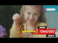 Tomato Titans: Secrets to Growing Giant Yields