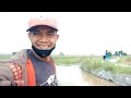 🔵 BERBURU BURUNG SAWAH ‼️ Burung mandar batu & burung ganggang bayam sikaki panjang @Serdang2_76