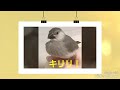 桜文鳥まるちゃんの成長記録🌸 java sparrow's diary.