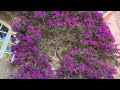 [4K]🇫🇷 Bormes-les-Mimosas : A flower village that won the Entente Florare Gold Medal🥇🌺 2023