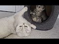 Mom cat scolds kittens for active games and she worries