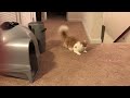 Zen Cam - Fun with Lasers!  #zencat #subscribe #catshorts #catvideos #laser #catlaser