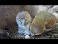 Barn Owl Dad so Devoted as Chicks Hatch | Gylfie & Finn | Robert E Fuller