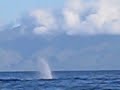 Spectacular Whale Breach