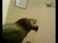 Parrot talking crap!