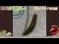 ビバラジ第121回 ビバラジ写真部vol.1 みんなのアクアリウムを見てみよう