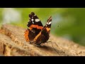 Red Admiral Butterfly fanning its wings.
