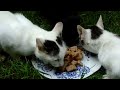 Funny Cats as Humans: 'Sausage Polka' (AI Parody)