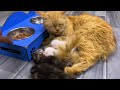 A crying mother cat brought her dying kitten to a man. Just unbelievable!