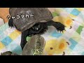 シャコタカ✨ストーカメクサガメもみじ🍁おまけ動画#クサガメ#ニホンイシガメ