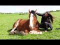 Gentle Giants | Award-Winning Film | Meet Amazing Draft Horses!