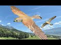 Planeprint Falcon official Video