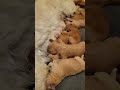 Are F1B goldendoodles are 1 week old today.