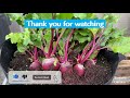 How to Grow Beets from Seed in Grow Bags or Containers, from Seed to Harvest