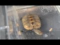 亀に配合飼料を６種（100均は除く）あげる理由#ニホンイシガメ #エサ #亀飼育 #turtle #セマルハコガメ