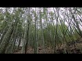 대나무숲 bamboo forest  竹の森 ASMR 고프로 GOPRO