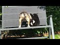 Bull Terrier Mini & a dangerous cat